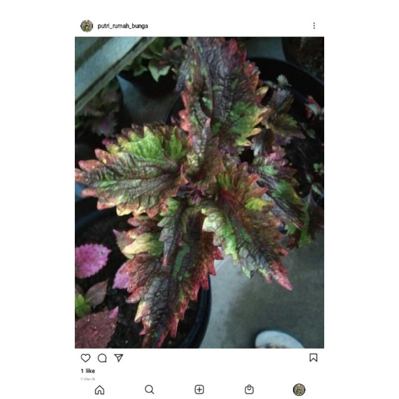 miana#lokal#premium#super#sultan