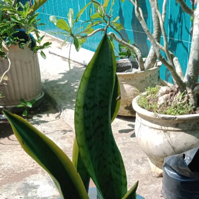 produk-toko-mudah-jaya-shopee-indonesia