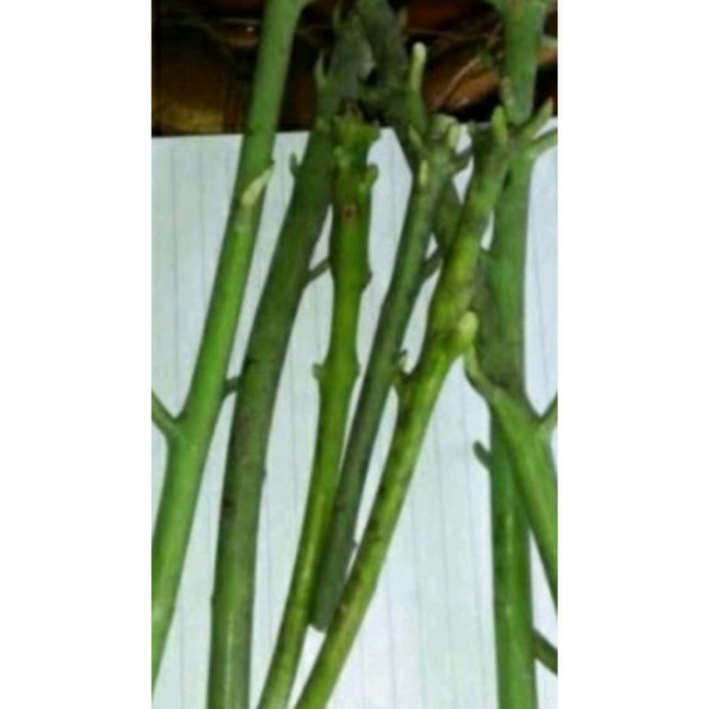 Entres Mangga Yuwen Super