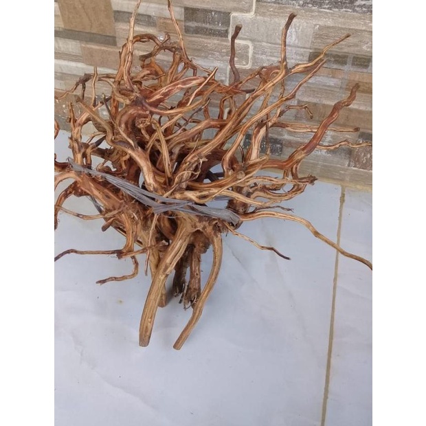 ◌ akar kayu bonsai aquascape ☑