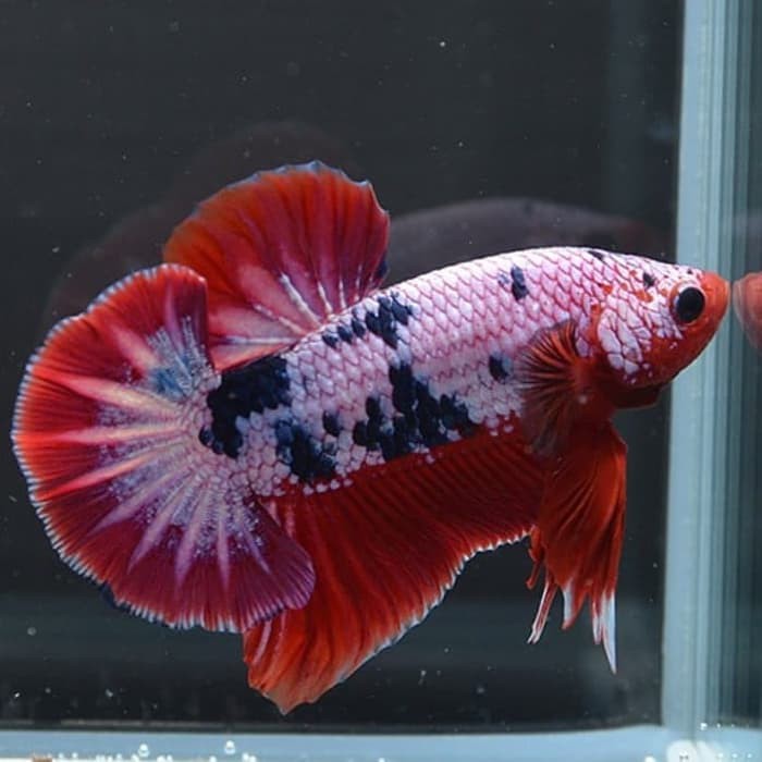 Ikan Cupang Hias Plakat Fancy