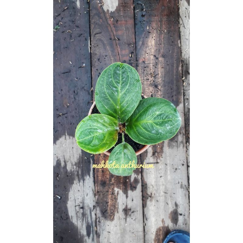 Jemani Mangkok Rasputin