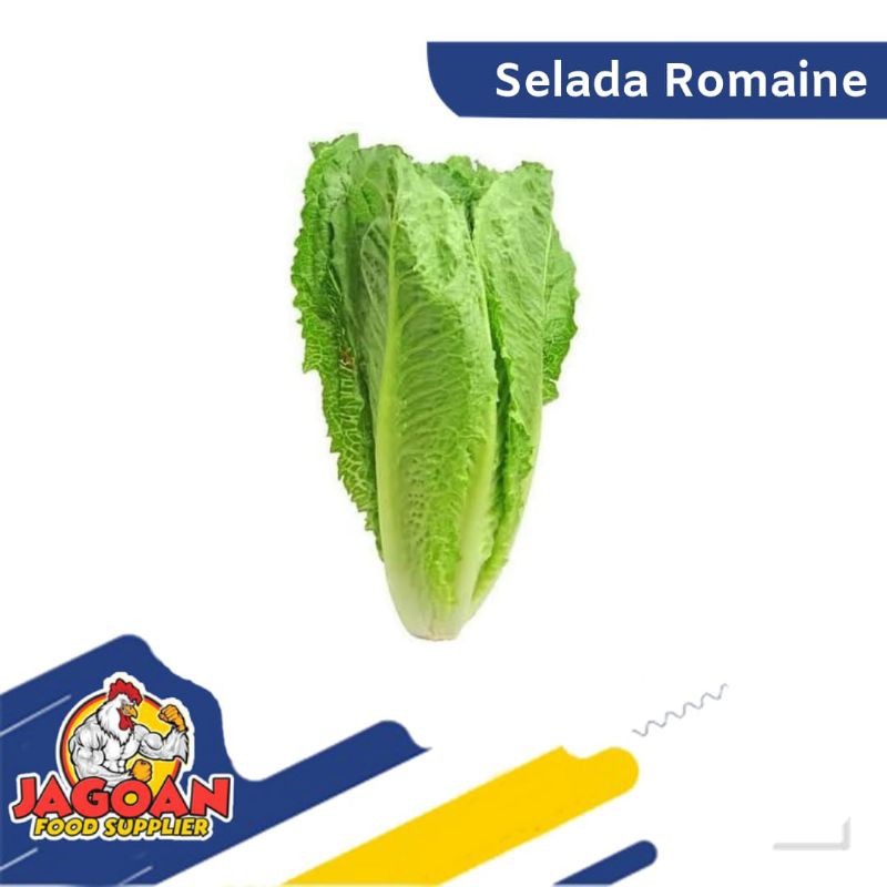 

TERMURAH!!! SELADA ROMAINE 500 GRAM / SAYUR SEGAR
