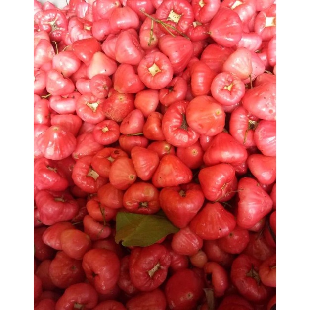 

Jambu Air Rujak Segar 1Kg