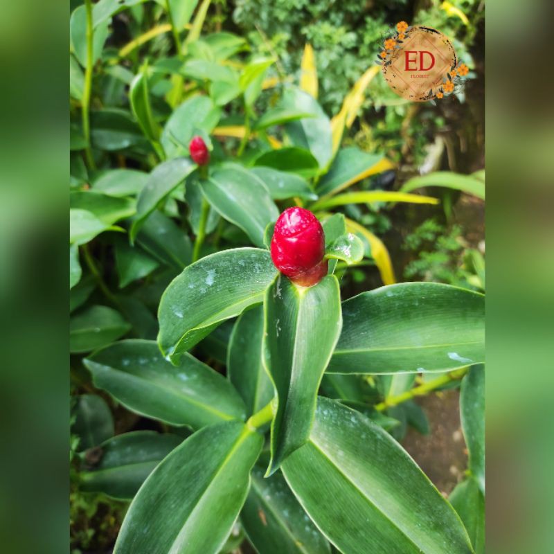 

pacing pentul / costus spicatus / alpinia spicata