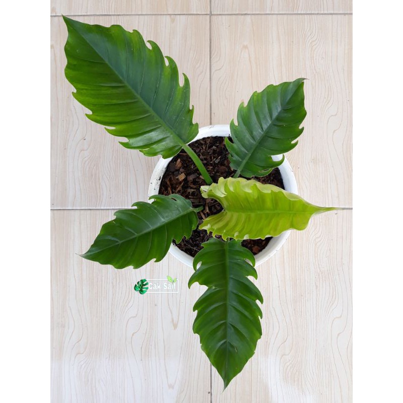 Philodendron Green Saw / Philo gergaji