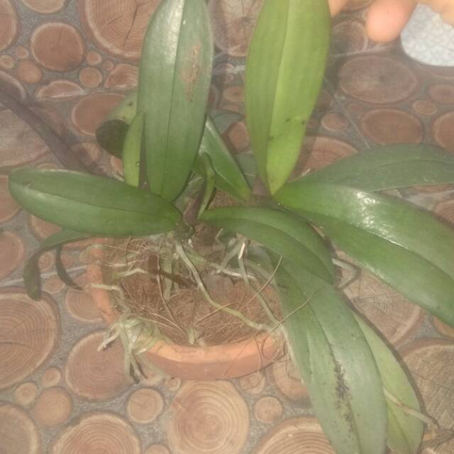 Tanaman bunga anggrek Doritis