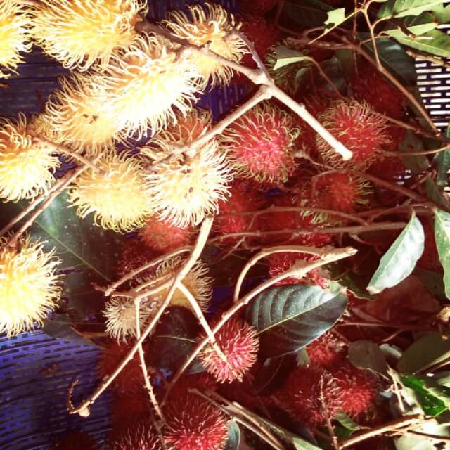 

Rambutan