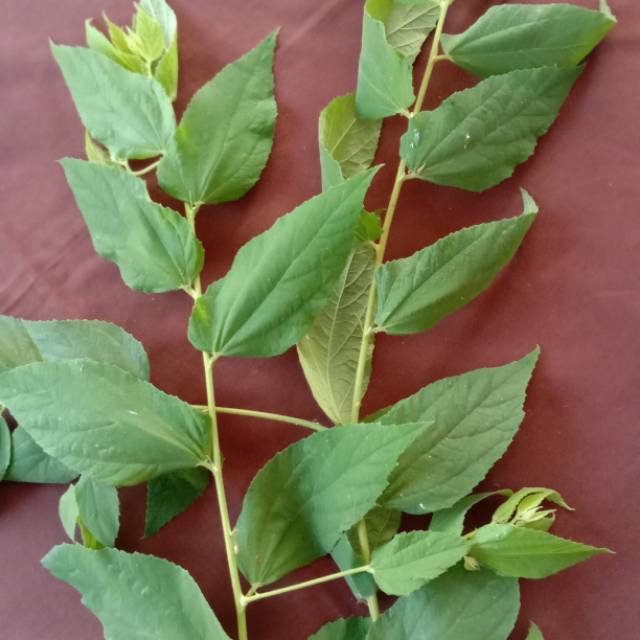 

Daun kersen segar petik dari pohonnya langsung
