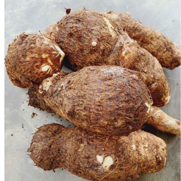 Umbi Talas Belitung Talas Kempul 1 kg