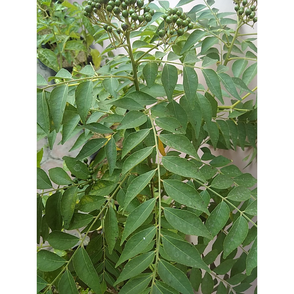 

BUMBU DAUN SALAM KOJA ~BUMBU KOROKELING~TEMURU~DAUN SEGAR