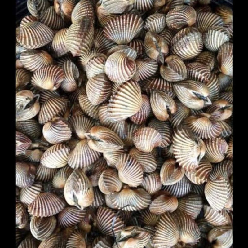 

Kerang Dara Kecil Segar 1 Kg