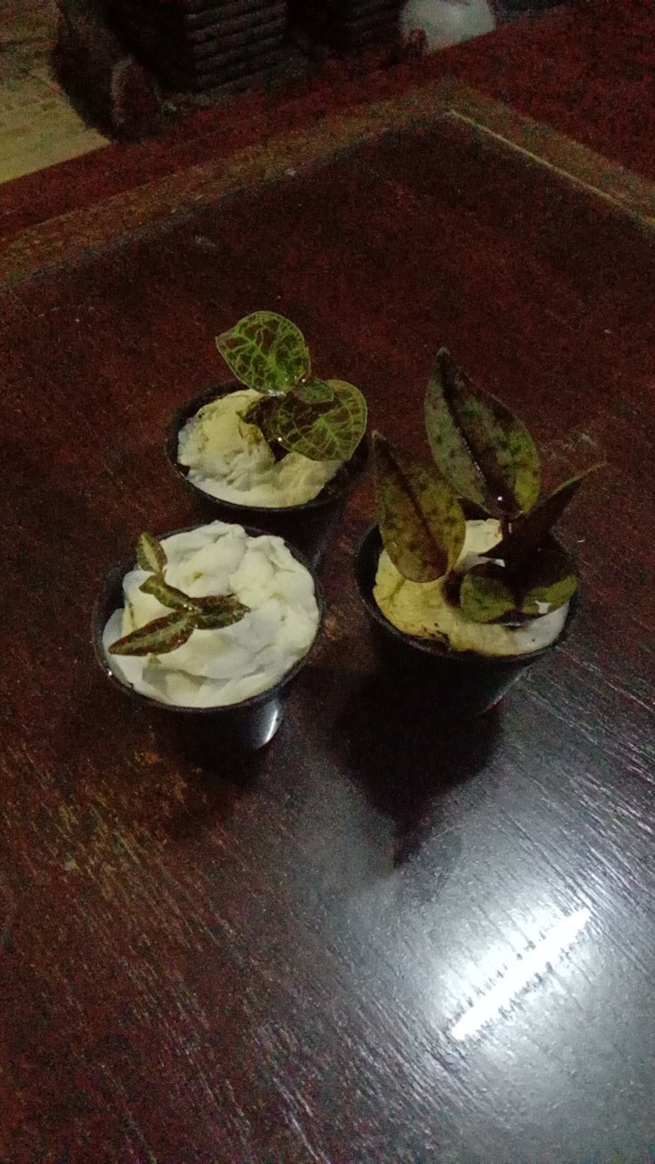 Jewel Orchid Nephelaphyllum Red Promo Bonus Pot