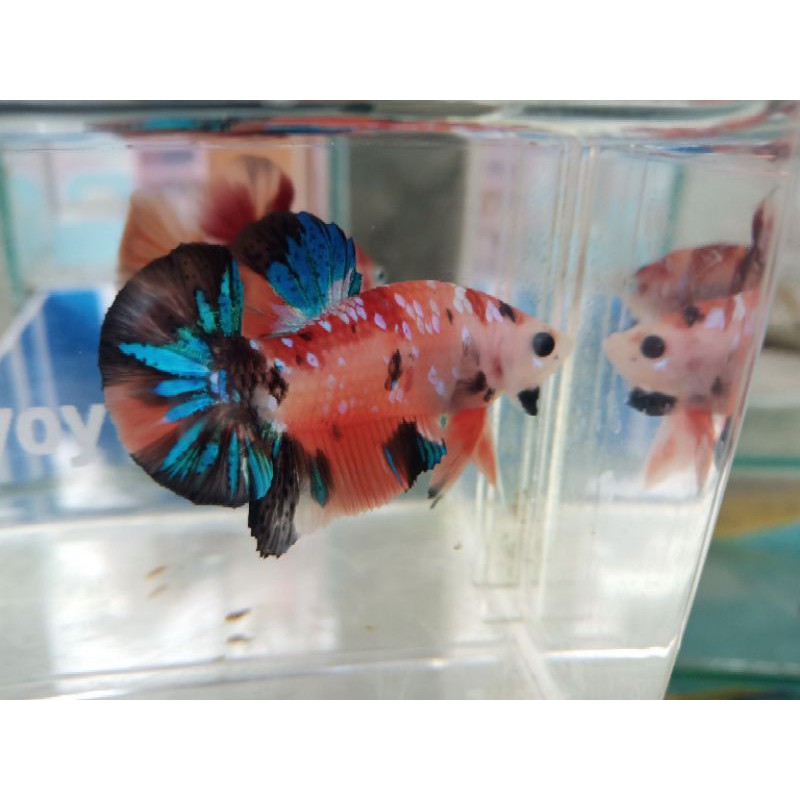ikan cupang hias betta/cupang male nemo indukan siap breed dikirim random sudah ngblok