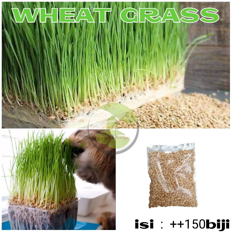 150 Biji - Benih Biji Rumput Gandum Kucing Wheat Grass Kucing