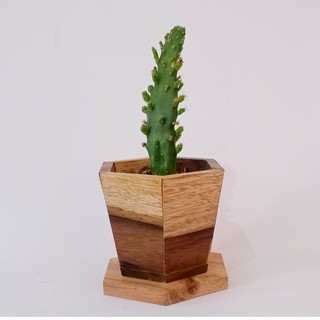 pot kayu unik sukulen/ pot kecil/ pot kaktus B03 | Shopee ...