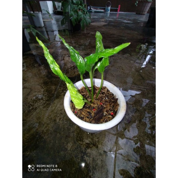 epipremnum Shangrila variegata yellow