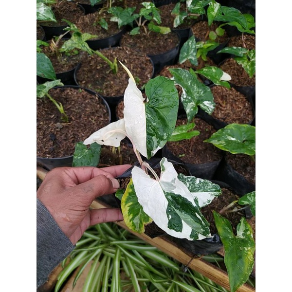 Syngonium Albo Varigata | Syngonium Varigata
