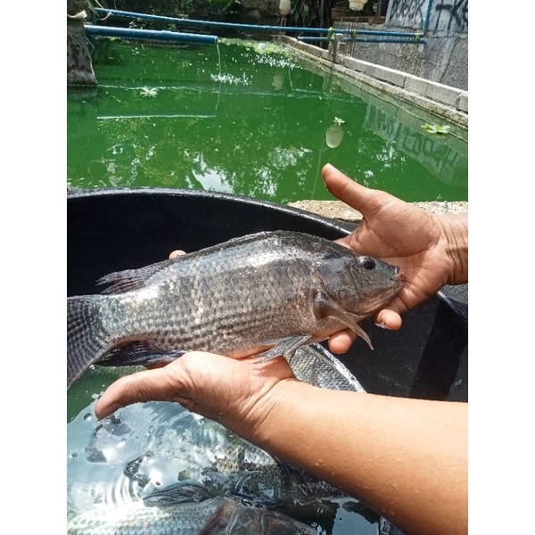 ikan nila segar