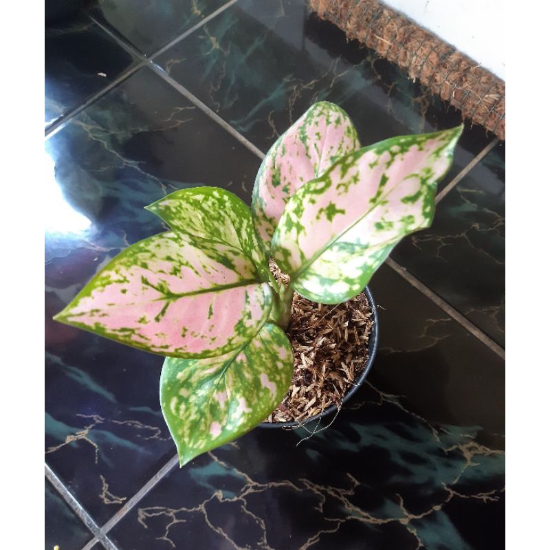 Tanaman hias aglonema lady valentine remaja