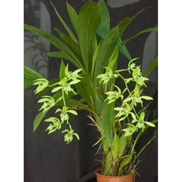 ready Anggrek pandurata