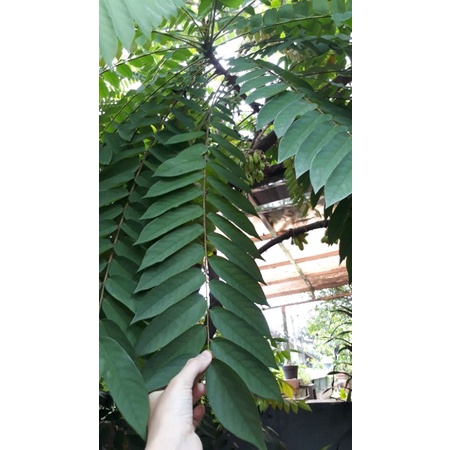 

Daun Belimbing Wuluh Segar Persatu Batang
