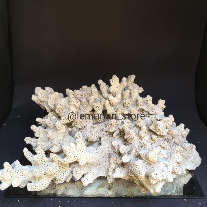 BATU KARANG LAUT ASLI// aquarium/ aquascape/ corallaut/batu/laut/terumbu karang/deadrock/premium