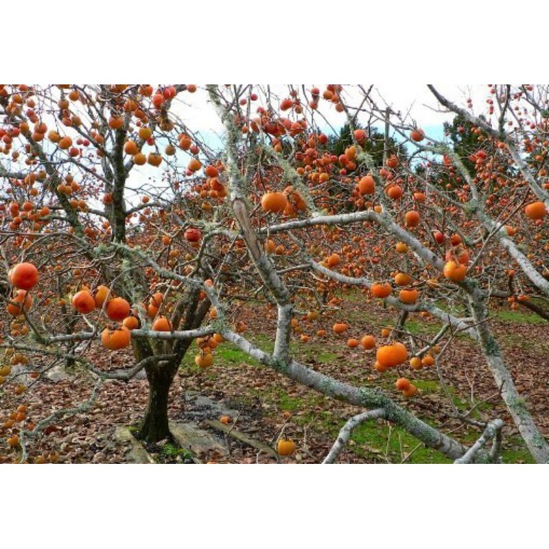 bibit buah kesemek import