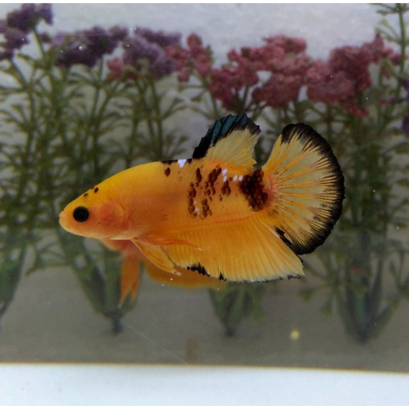 

yellow fancy