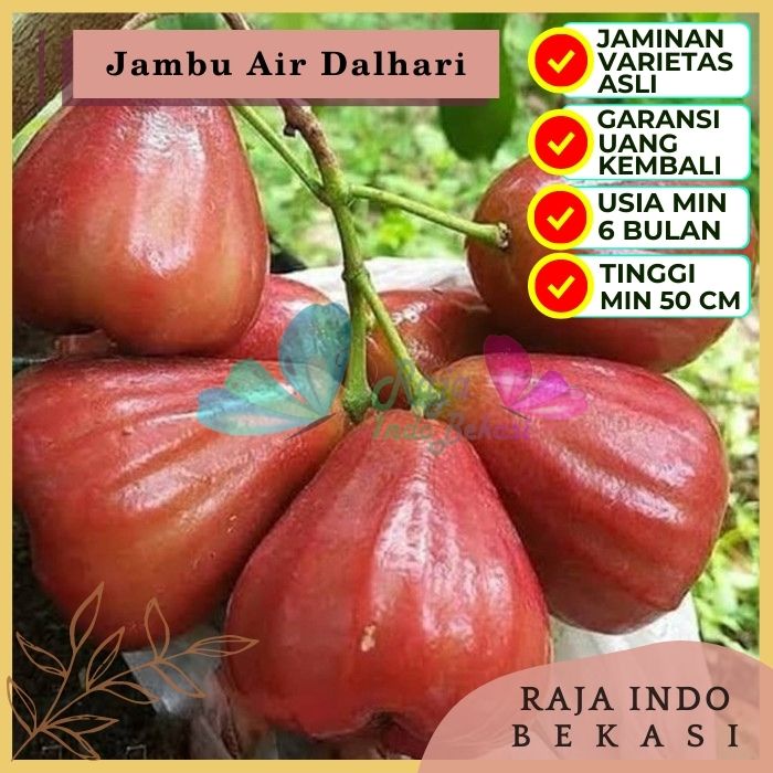 Bibit Tanaman Buah JAMBU AIR DALHARI Premium