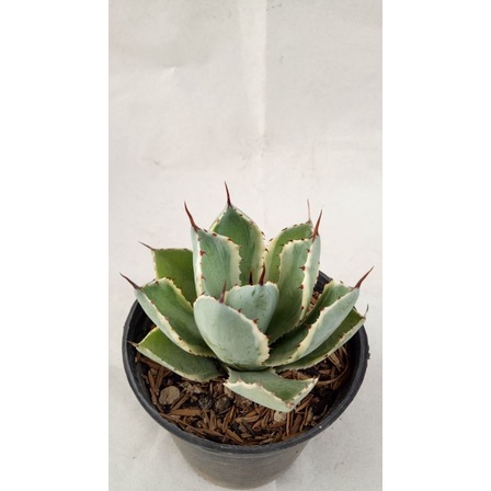 agave potatorum zucc