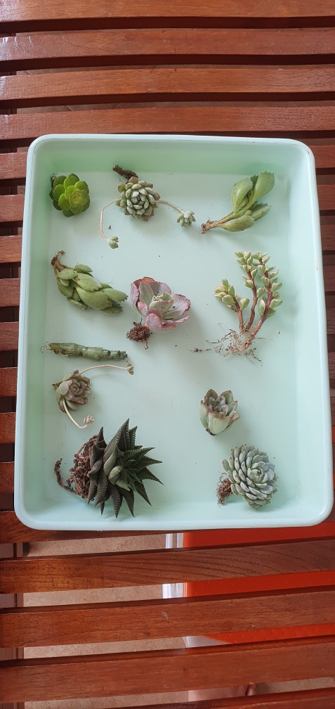 Sukulen Dan Kaktus Mini (echeveria ‘crinoline Ruffles’)