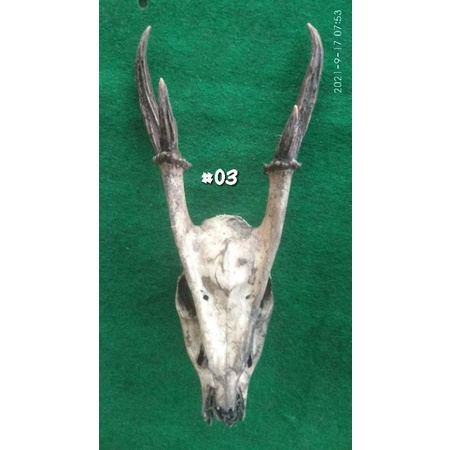 Tengkorak Kepala Kijang