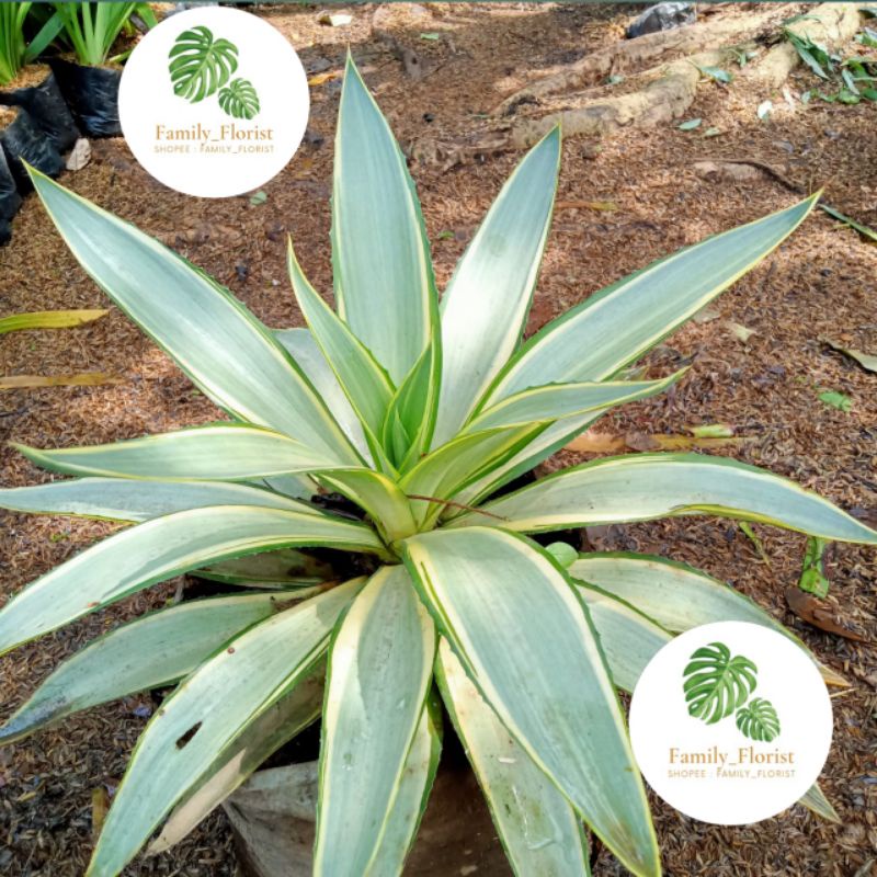 tanaman hias agave king silver/ blue bari silver