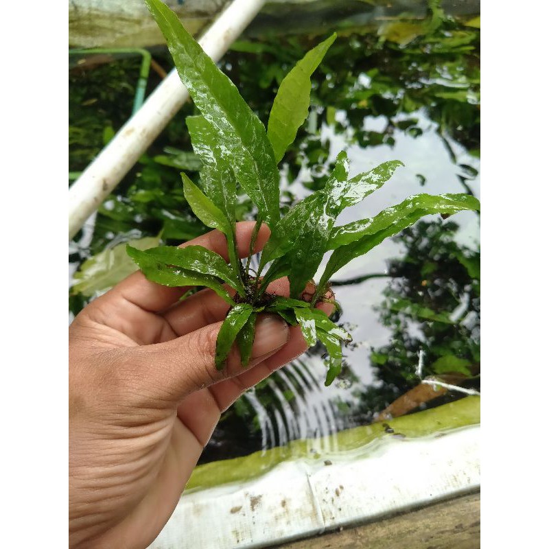 java fern (kadaka)/kg