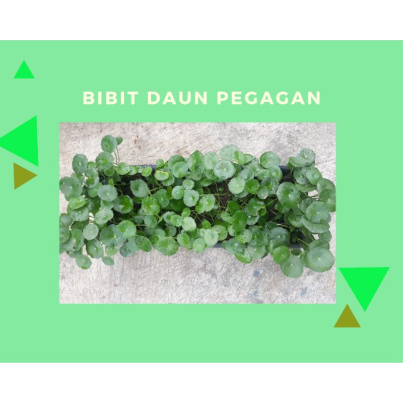 Bibit Pegagan, Daun Pegagan
