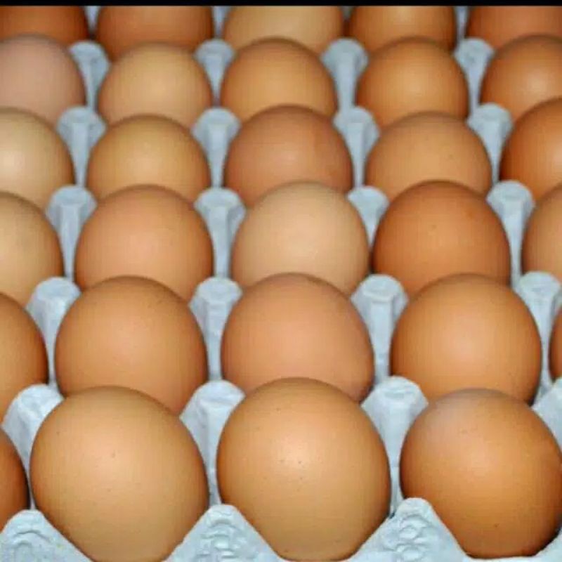 

Telor Ayam Negri