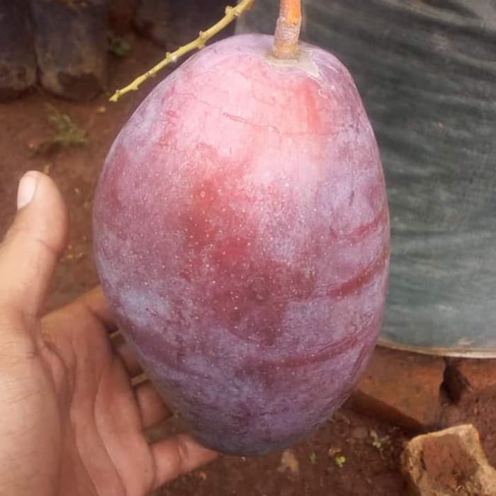 Bibit mangga yuwen