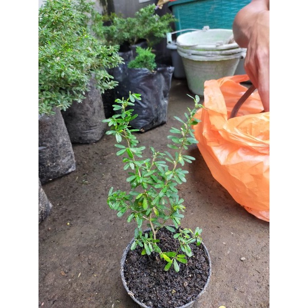 Pohon Saeng Simbur Super Mikro Vietnam/ Saeng Simbur Micro Vietnam