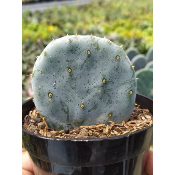 kaktus opuntia robusta blue | tanaman hias | kaktus dan sukulen
