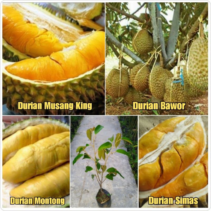 

Durian