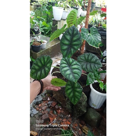 Tanaman Hias Alocasia Dragon Scale RAWATAN REAL PICT  alokasia Hitam