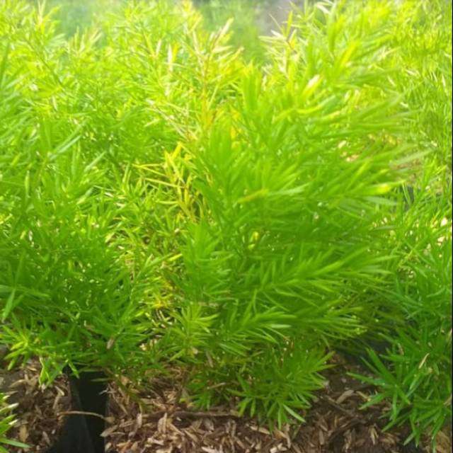 Bunga pakis duren / Benih herbal / hiasan taman