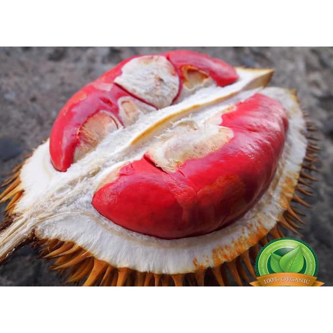 Super Bibit Durian Merah Banyuwangi  Kaki 3 100% Original $_$