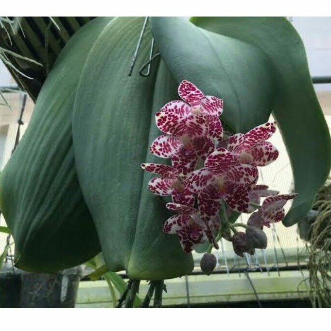 Anggrek Phalaenopsis Gigantea sp