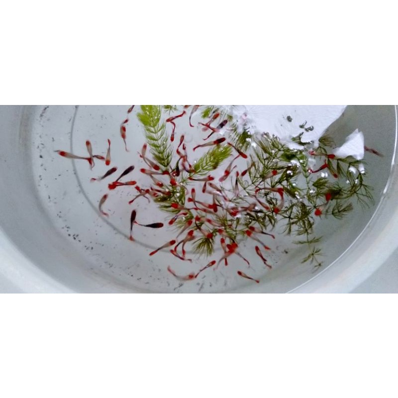ikan Guppy koi tuxedo