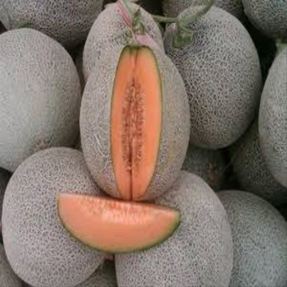 10 Benih melon SAKATA GLAMOUR F1 HYBRID MELON