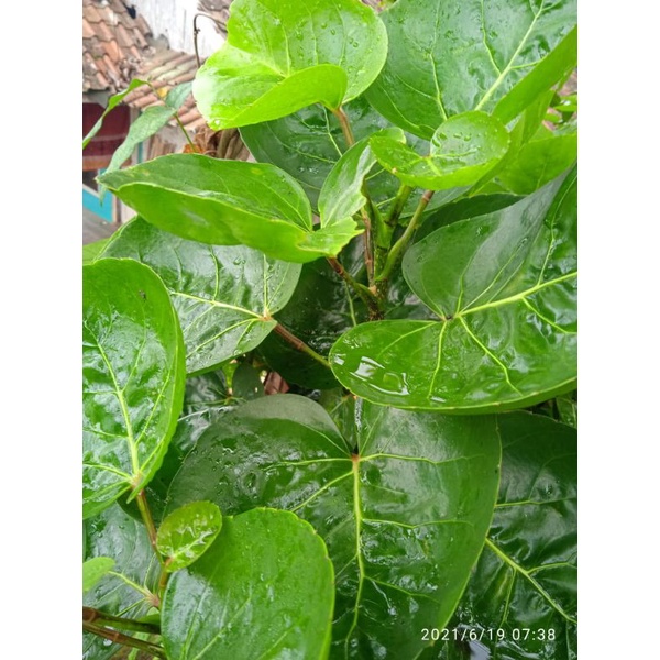

daun mangkokan segar 300 gram