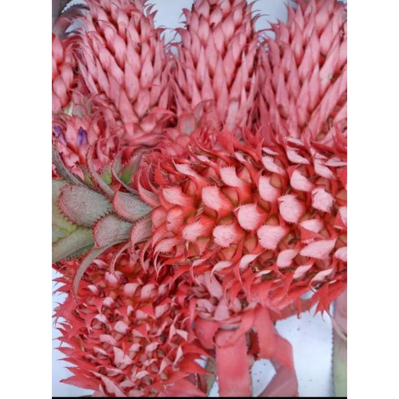 

buah nanas buaya muda