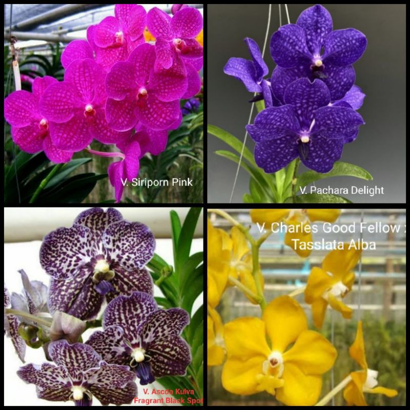Anggrek Vanda Hybrid Dewasa Siap Bunga